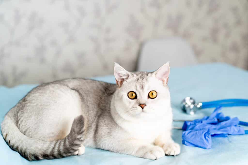 Vétérinaire pour chat à Saint-Laurent-du-Var