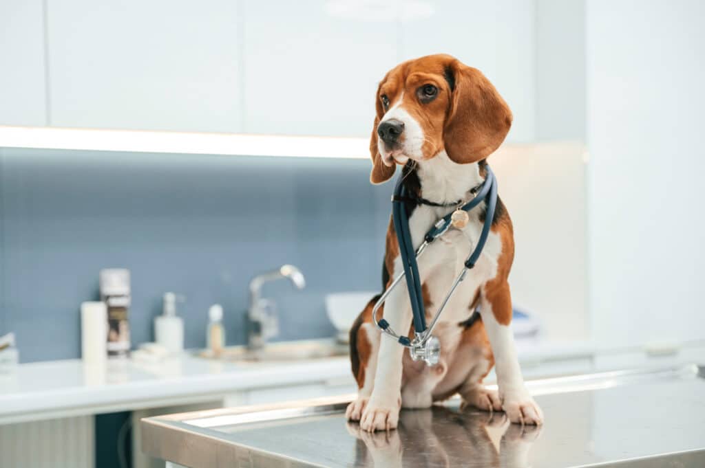Hospitalisation animale à Saint-Laurent-du-Var