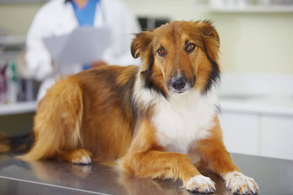 Vétérinaire pour chien à Saint-Laurent-du-Var