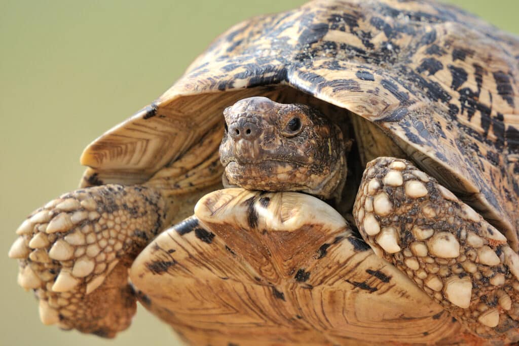Vétérinaire pour tortue à Saint-Laurent-du-Var