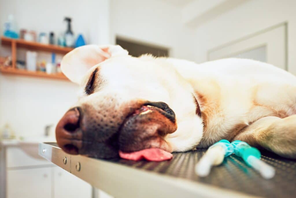 Soins dentaires de chien et chat à Saint-Laurent-du-Var