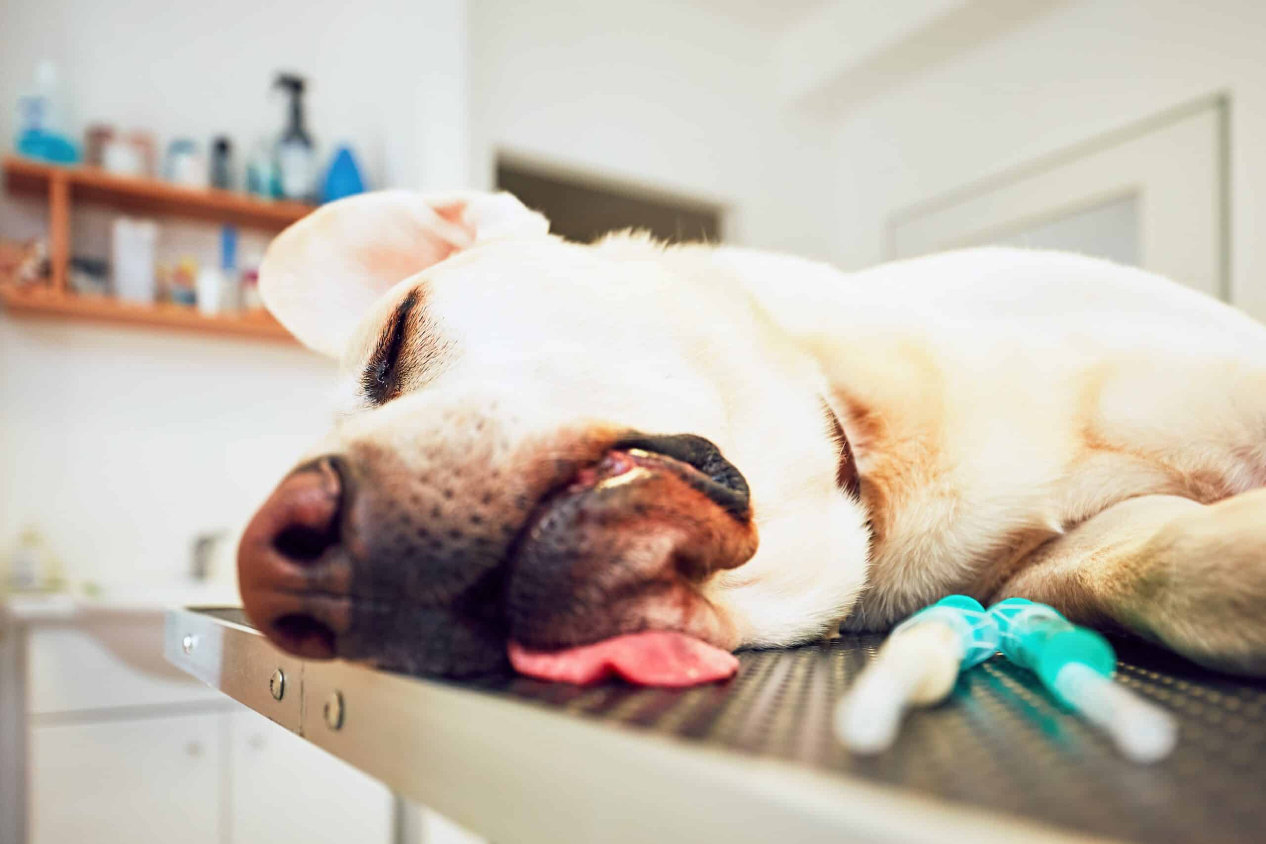 Soins dentaires de chien et chat à Saint-Laurent-du-Var