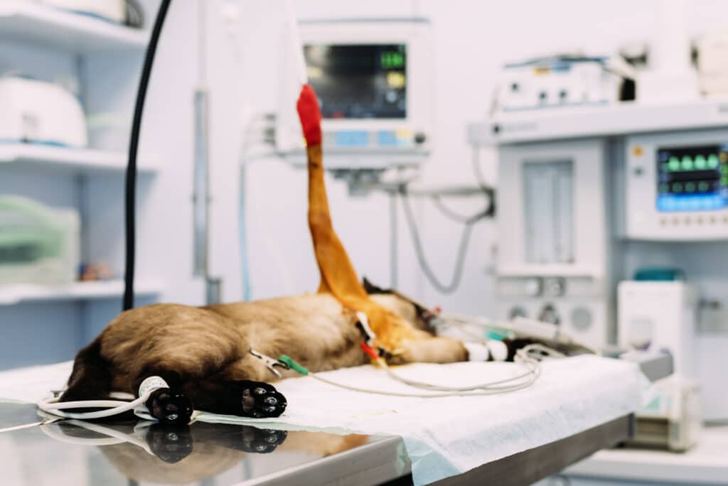 Échographie animale à Saint-Laurent-du-Va