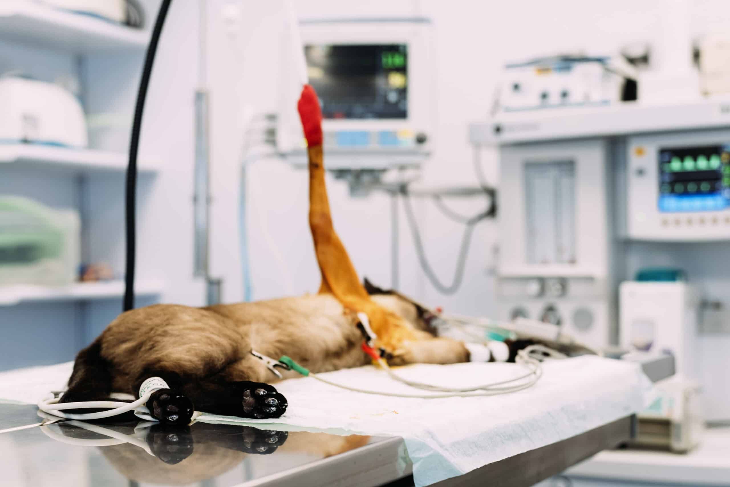 Échographie animale à Saint-Laurent-du-Va